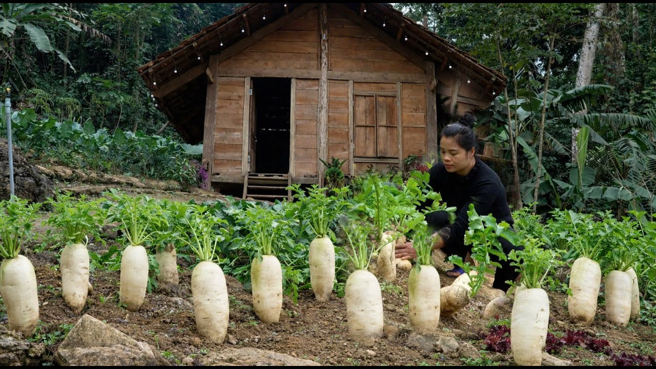 Pulling up radishes, tending to wild boars &ndash; A peaceful day in the garden.