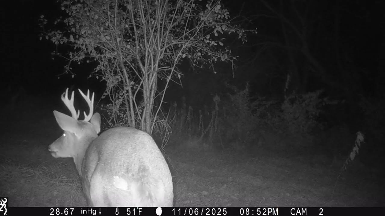 SC WI Browning Trail cam pickup 10/31-11/15/2025