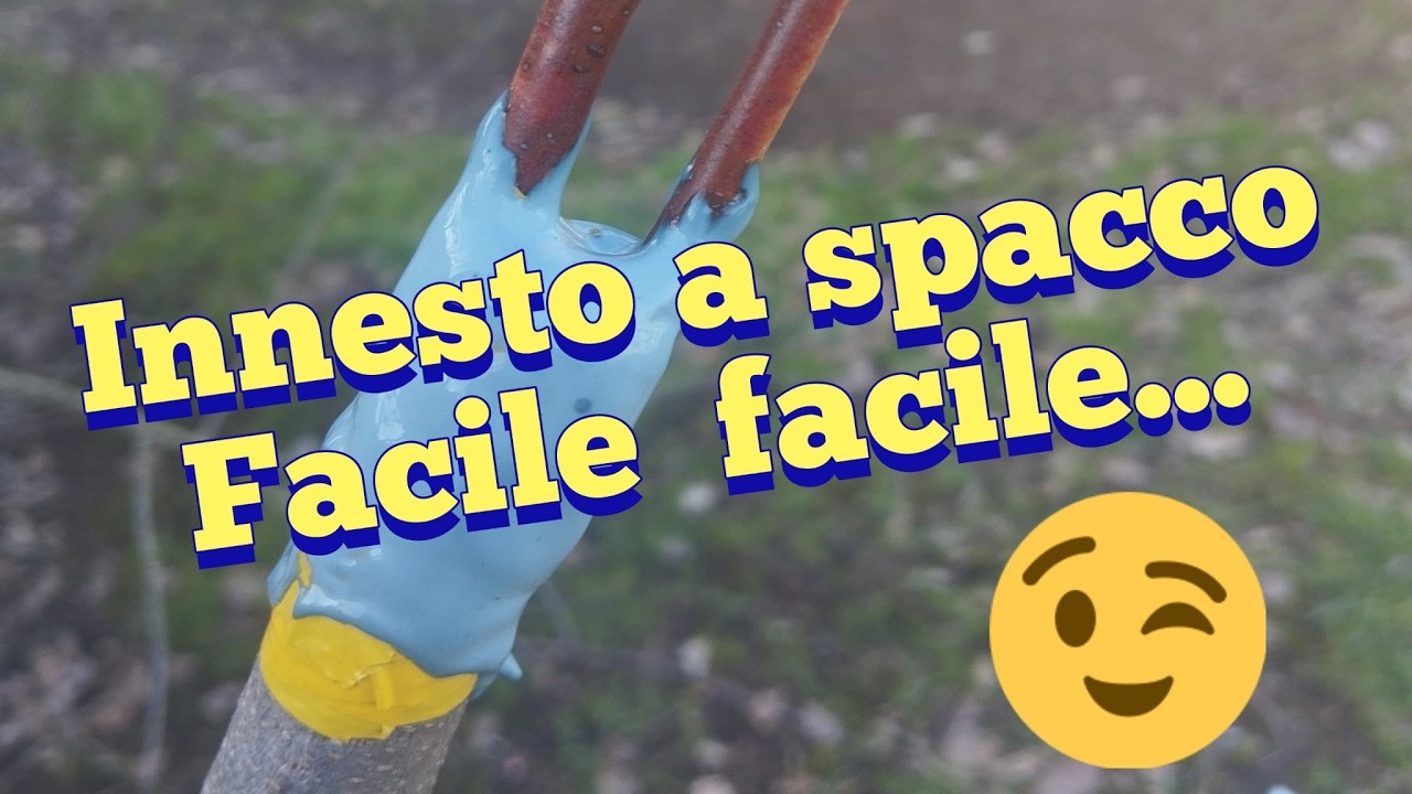Un tipo di innesto semplicissimo