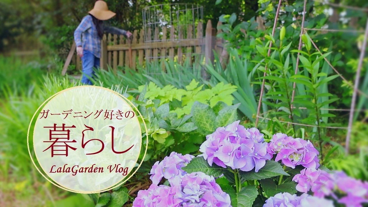 【初夏のガーデニングと暮らし】初夏を楽しむ庭・紫陽花を庭に植える・夏野菜の成長・LalaGarden vlog