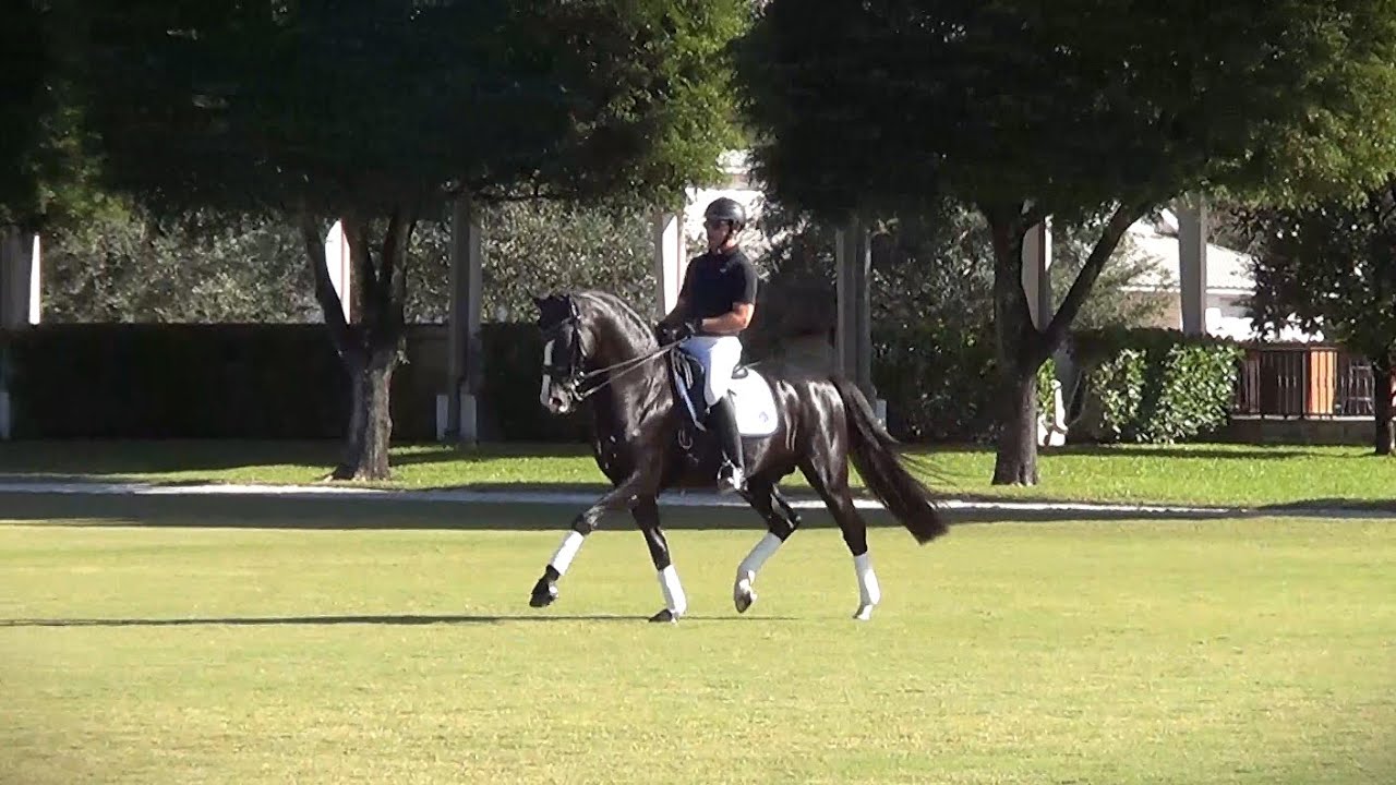 𝗞𝗮𝗶𝗺𝗮𝗻 Enjoying Working in the Polo Field - KWPN Stallion - Dark Pleasure x Gribaldi x Krack C
