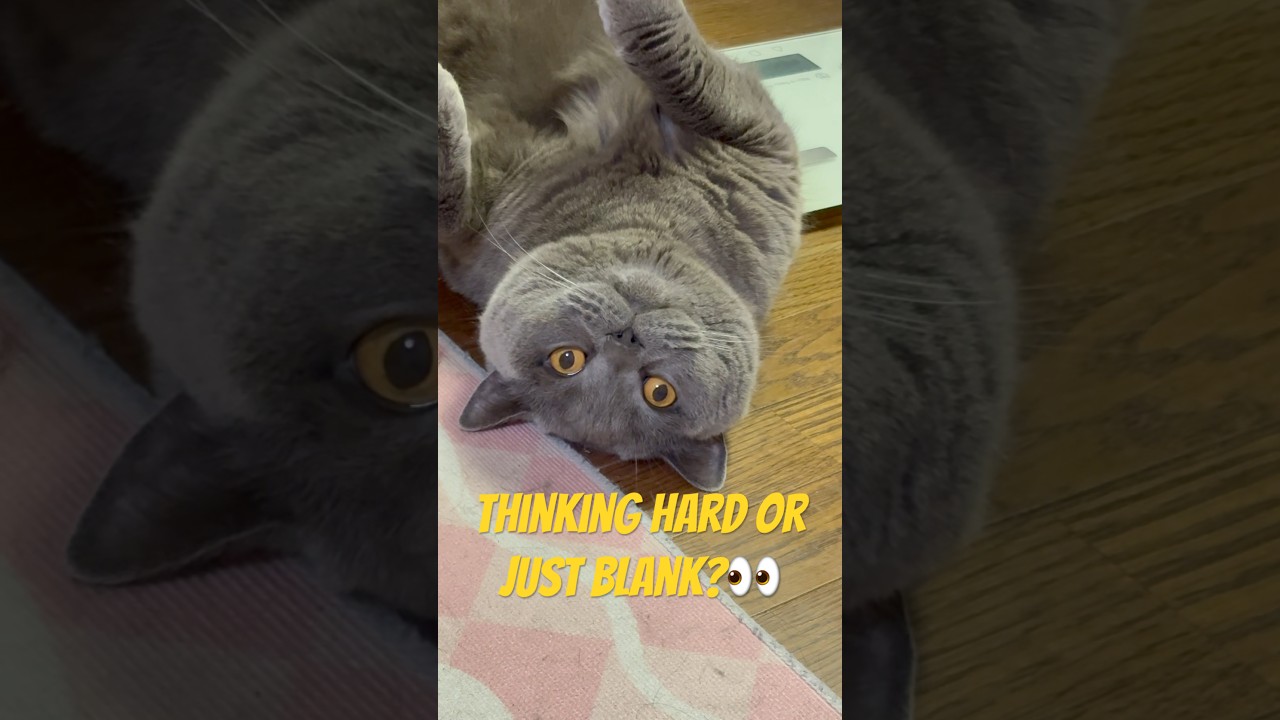 Hmm&hellip; thinking hard or just blank?😹 #cat #cute #funny #catvideos #pets