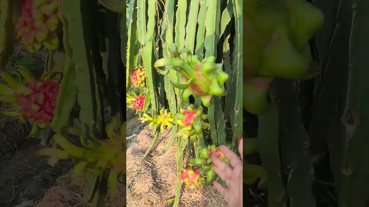 XÓA LEM TRÁI THANH LONG VỚI CHI PHÍ 90K/BÌNH 8 LÍT