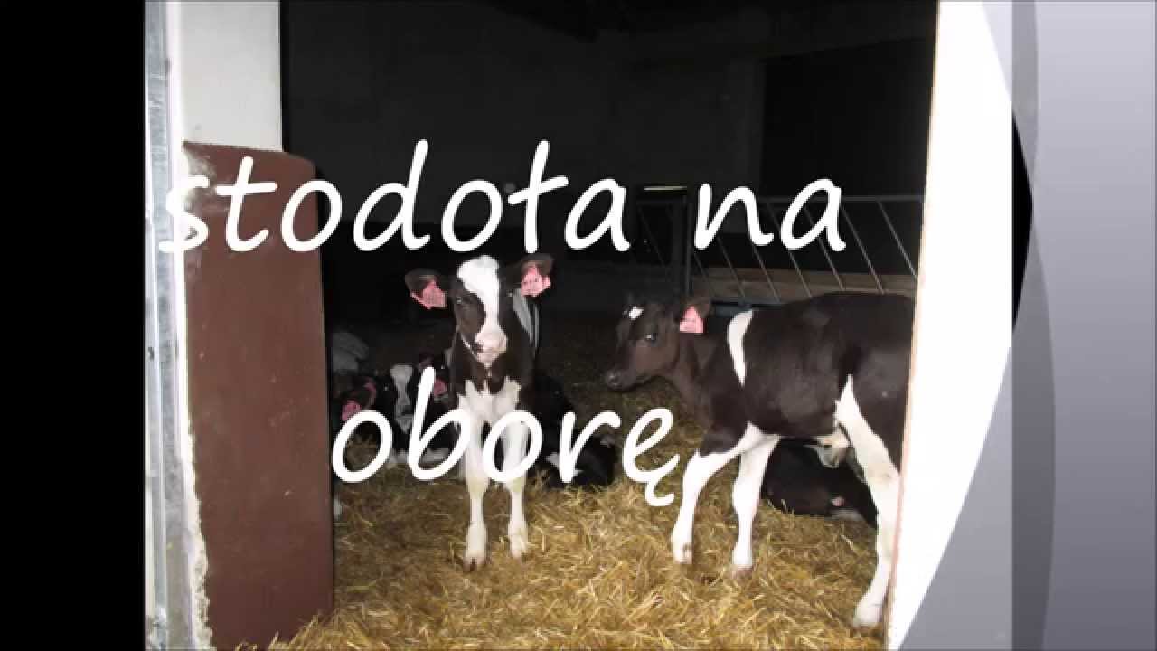 stodoła na oborę 2015