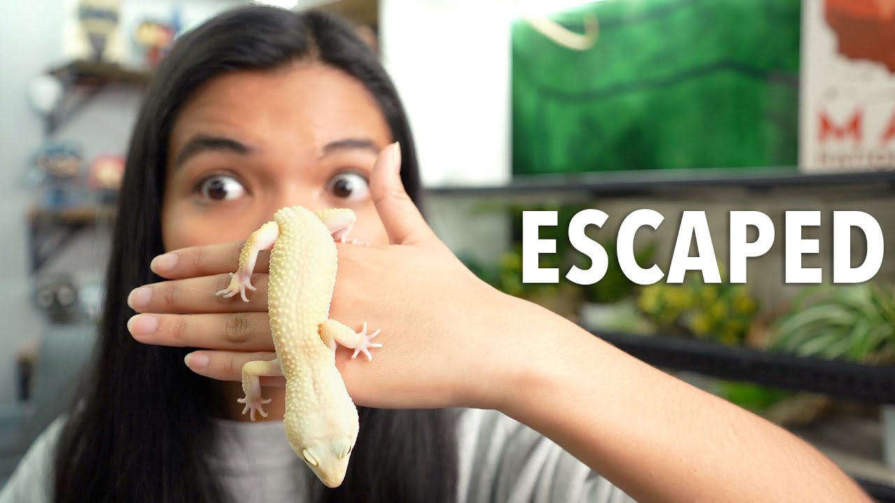 My Leopard Gecko ESCAPED!!!