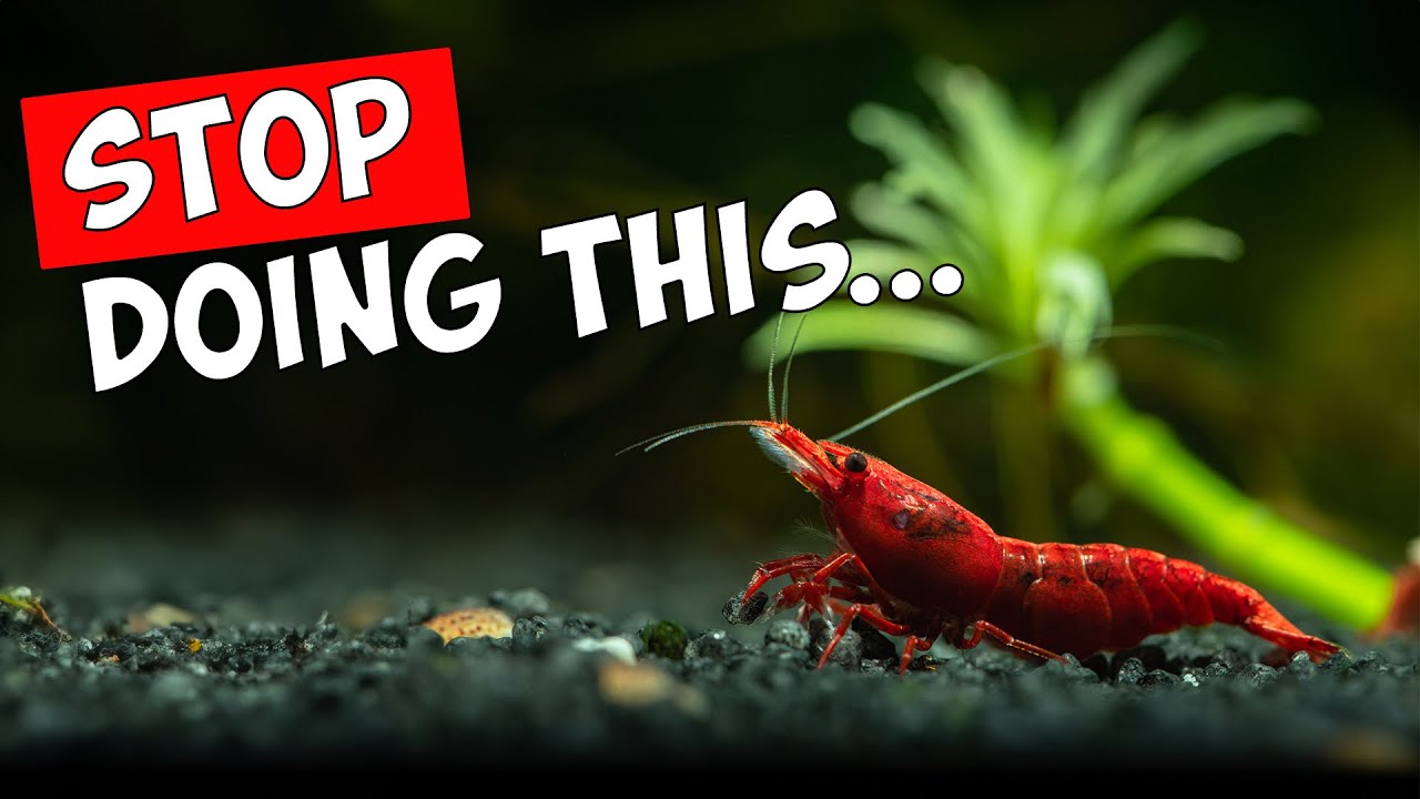 Эти ошибки погубят ваши креветки! ☠️🦐