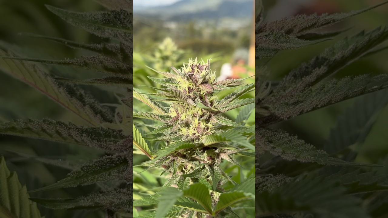 Anniversary Cake from Solfire Gardens grown with Cronk PuurOrganics 🌞 sun grown in the greenhouse