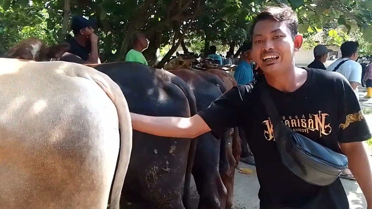 Persiapan sapi korban 2026 bos harga 24 JT nego 