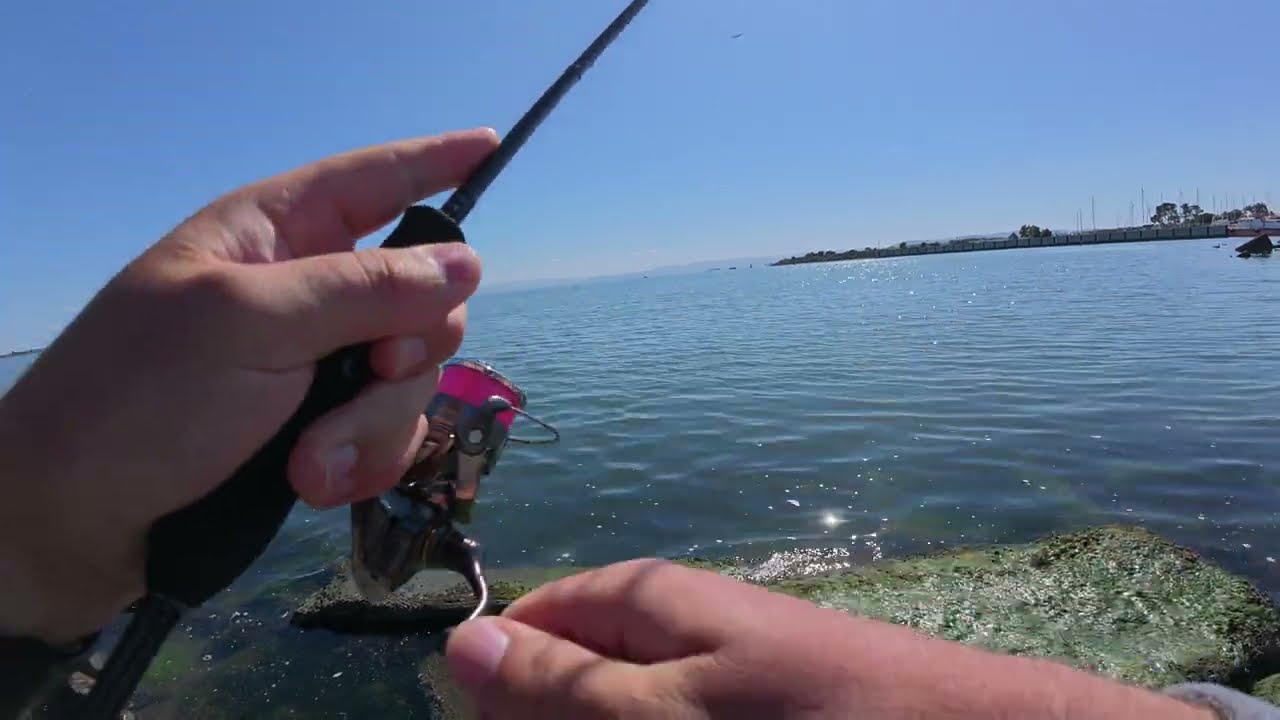 Відкриваю для себе щось нове. Рибалка на заливі San Francisco. Ловля Jacksmelt.