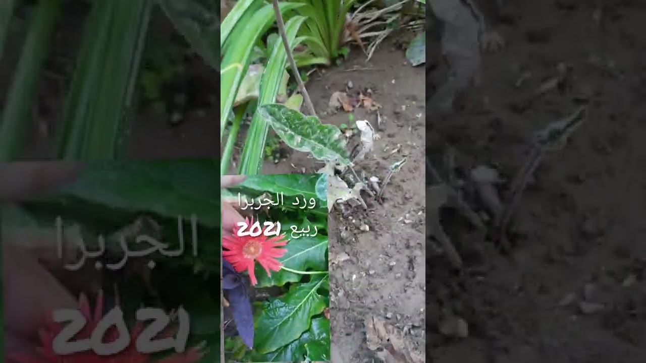 طريقة الاعتناء بنباتات ، اليهودي ، الداوودي ، الجلبرا ، ابصال الفريزا ، الجوري ،قبل حلول فصل الربيع