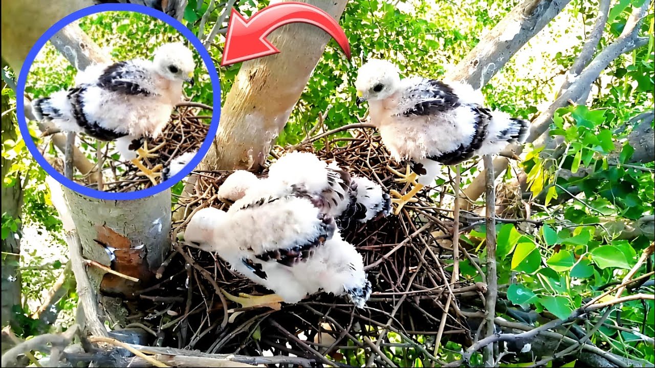 Eagle baby growing up quickly very fast eagle is strong Bird in the world #bird #birdparenting