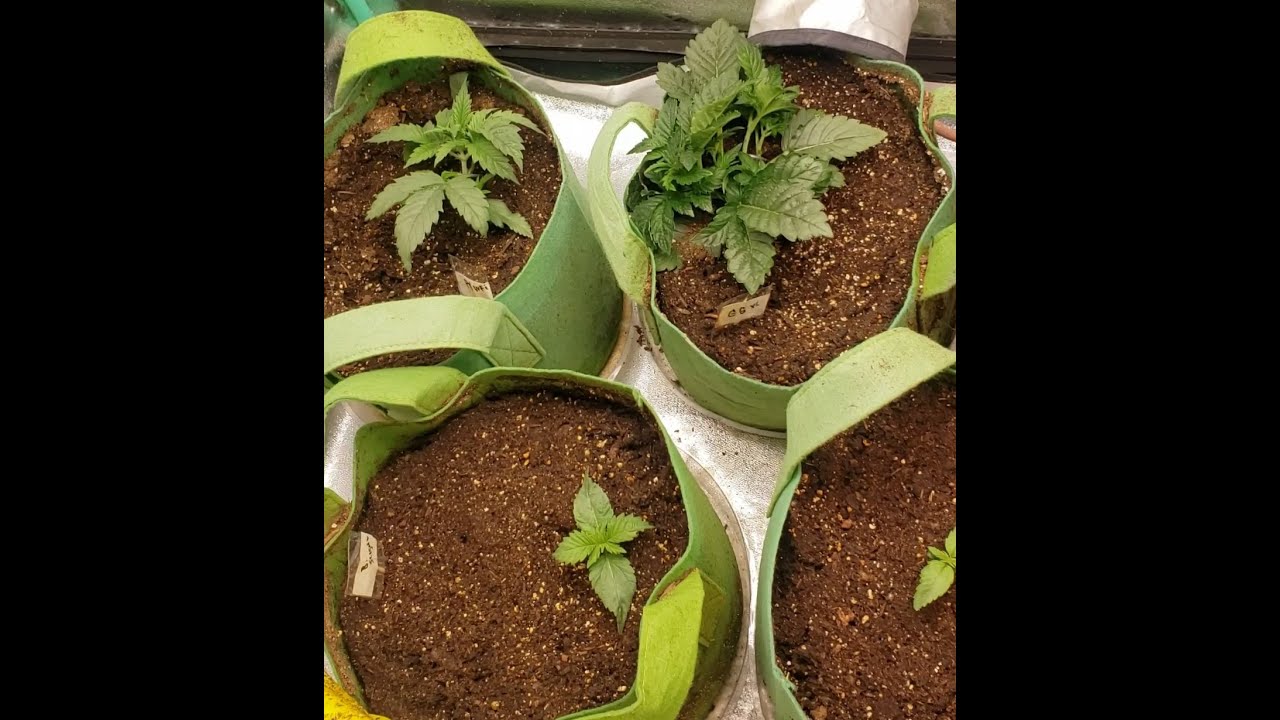 zskittles, special kush #1, black sugar, peyote wifi. autoflower and photoperiod. update seedmans.