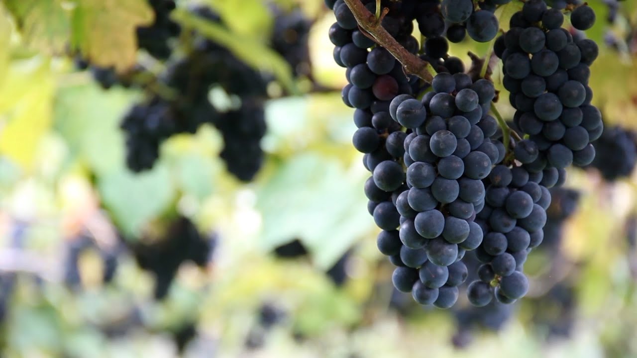Produção de Uvas com espaldeira
