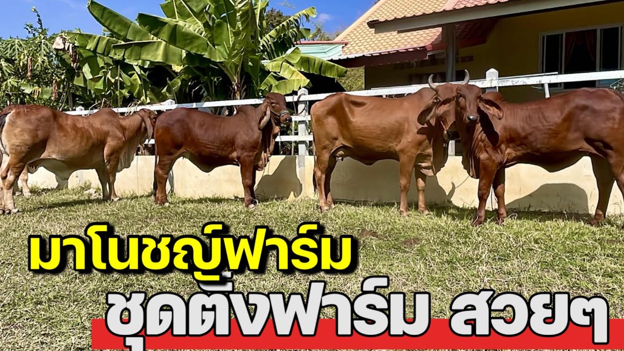 รอบนี้ทีเด็ด‼️ต้อนรับปี69 มีของงามมาแบ่งปันพี่น้องอีกแล้ว แม่ลูก ใหญ่ๆ โครงสร้างดี คุ้มมาก ‼️