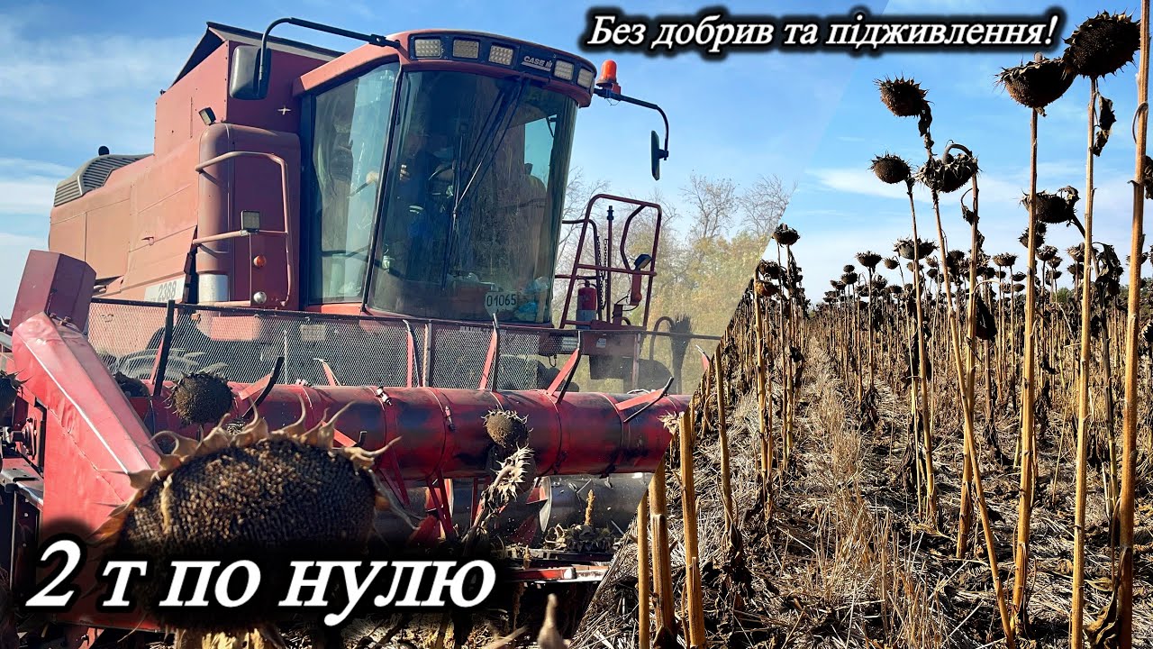 Жнива No-Till соняшника 🌻 Syngenta Суміко HTS) Важливість якісного посіву!