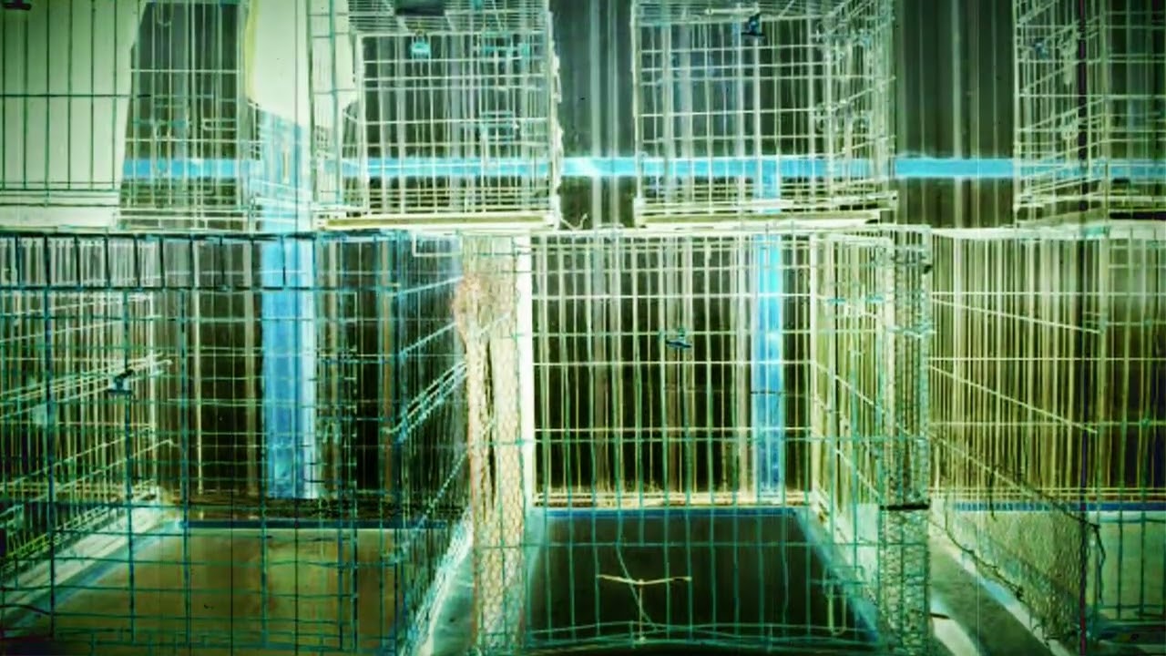 Caged #Beats 🎶