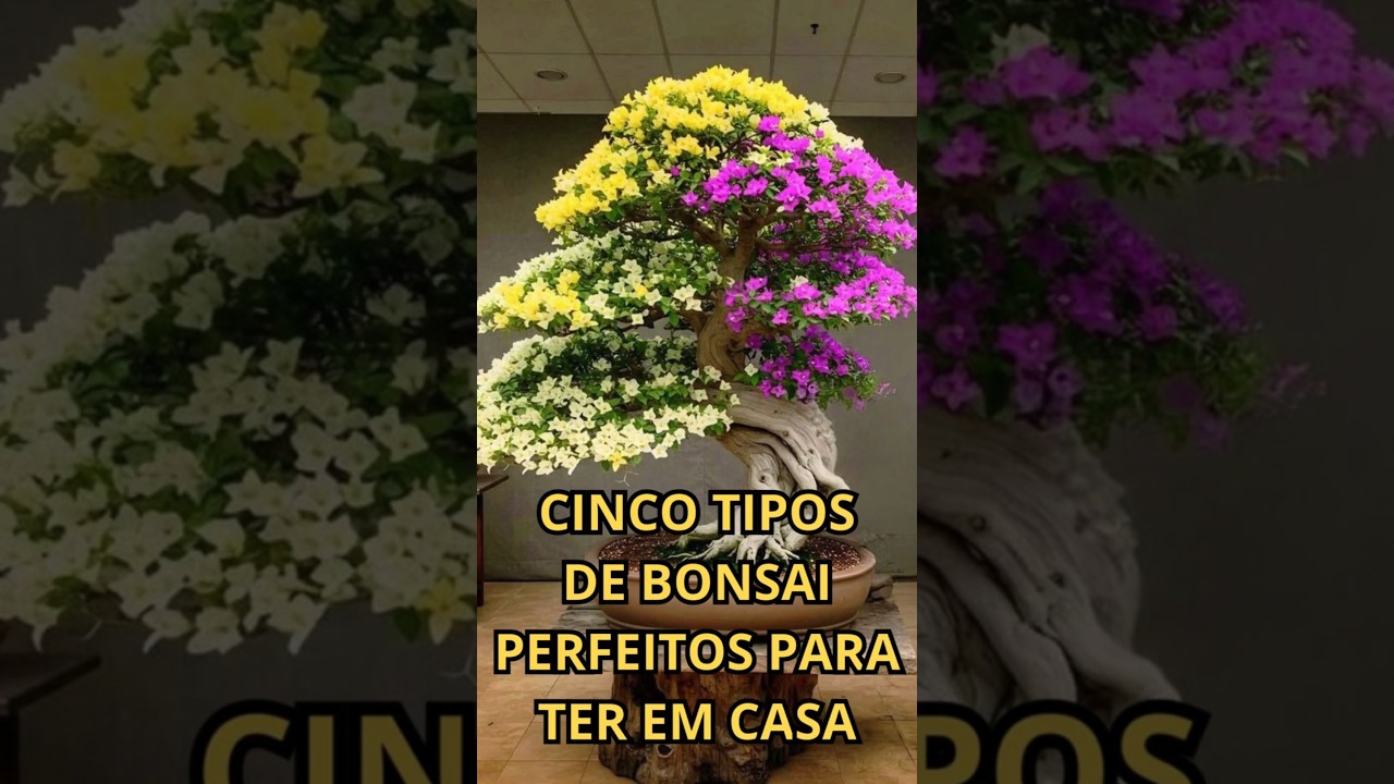 CINCO TIPOS DE BONSAI PERFEITOS PARA TER EM CASA #jardim #plantas