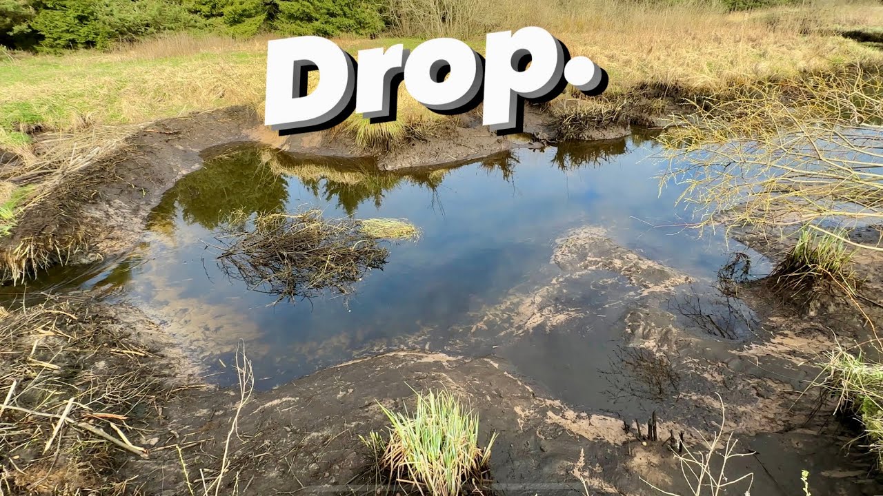 Massive 50 Feet Beaver Dam!