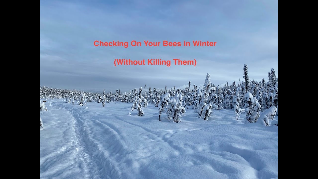Checking on Your Bees in Winter (Without Killing Them)