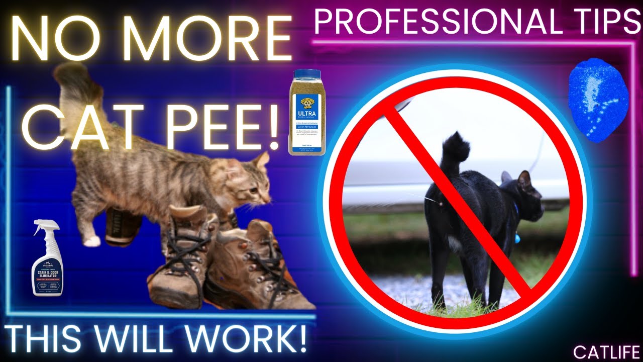Unleash the Secrets: Stop Cat Peeing in One Area or Spraying for Good! #cat #catspraying #cats