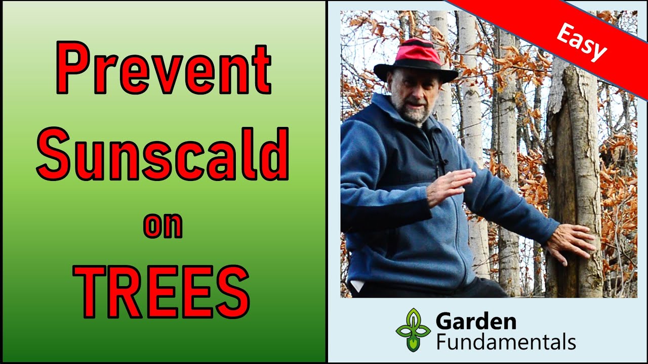 Prevent Sunscald on Trees 🌳☀️🌲 What Causes it & How to Prevent it