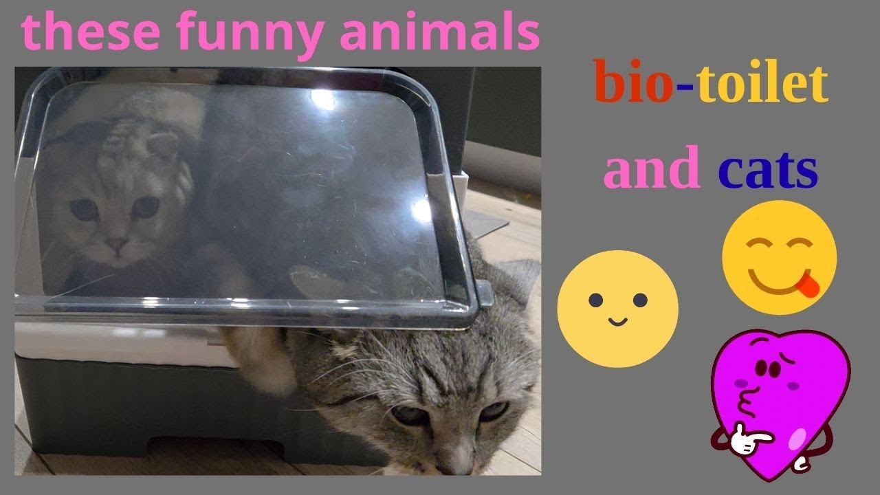 🐱 New Bio-Toilet: Cats Immediately Decided to Test It Out! 🚽😺