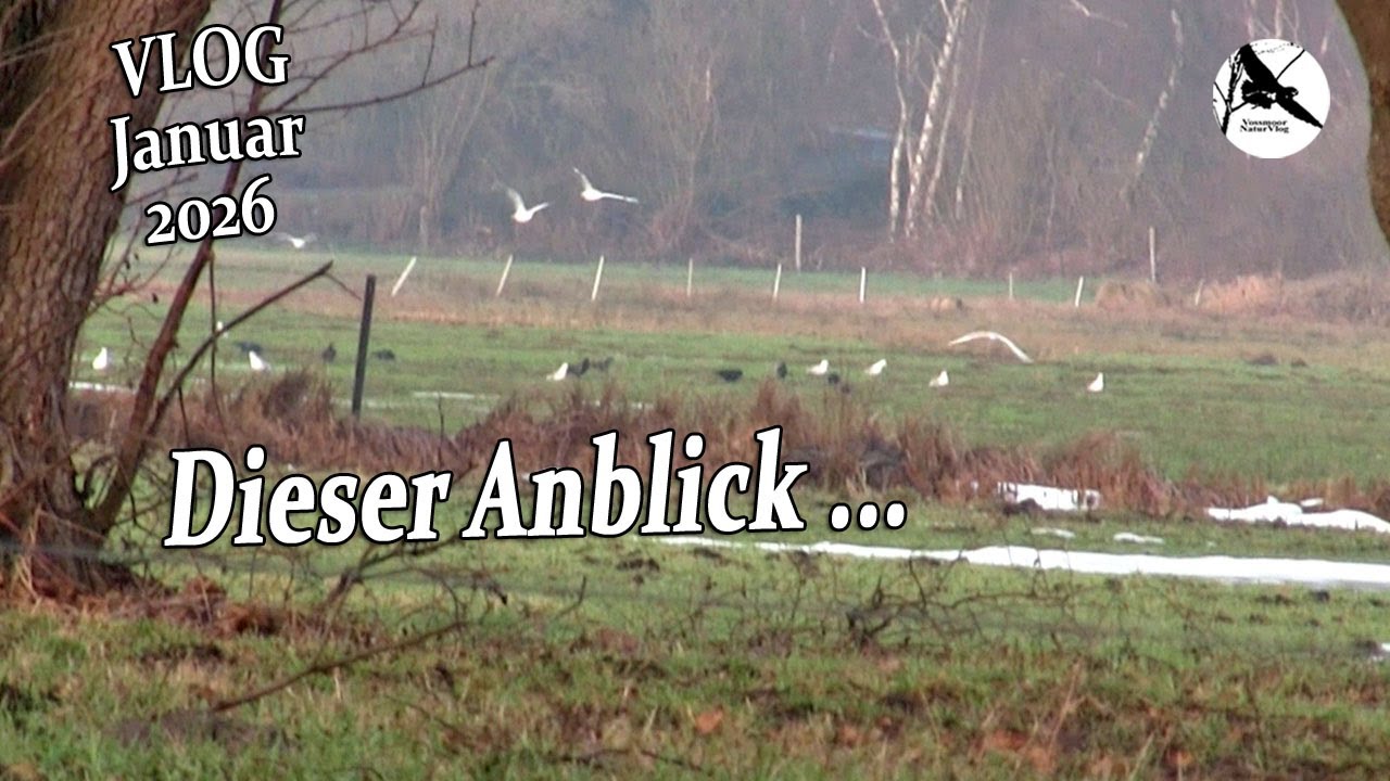 Es kehrt wieder Normalität ein / Nature, Crows & Wildlife Vlog Januar 2026