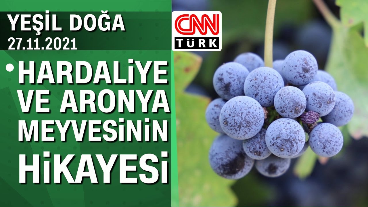 Hardaliye ve aronya meyvesinin hikayesi - Yeşil Doğa 27.11.2021 Cumartesi