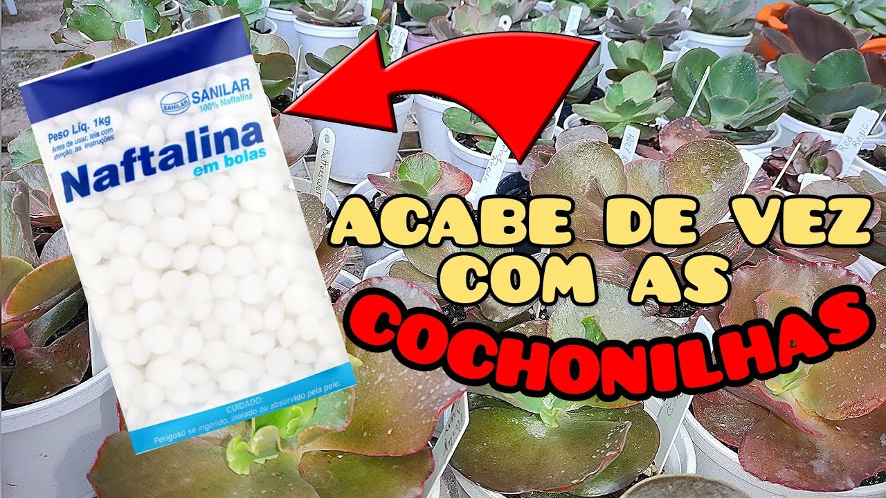 NAFTALINA NAS SUCULENTAS!! Como acabar com as COCHONILHAS 😱 / Paraíso da Suculenta