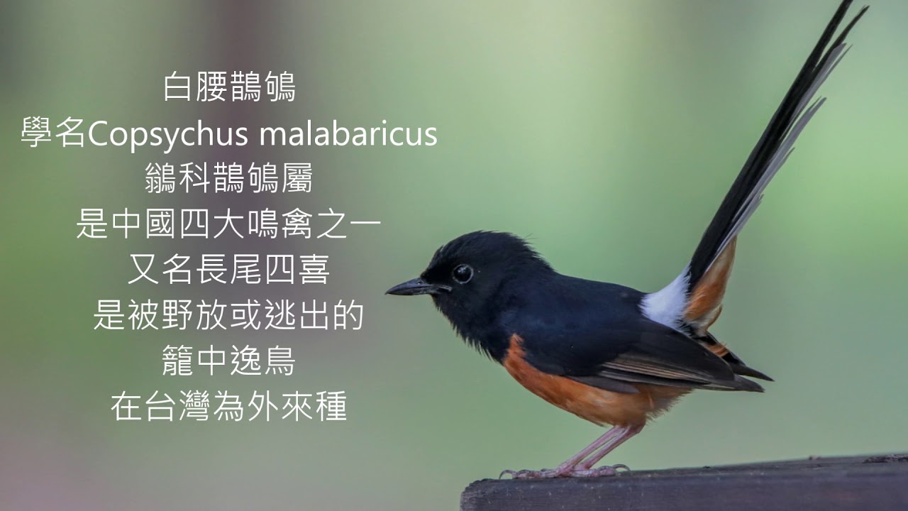 白腰鵲鴝機車置物箱築巢記2019巴克禮公園