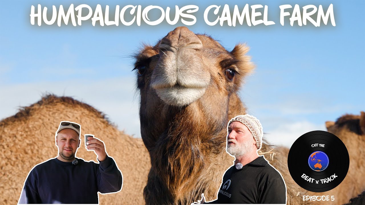 Going Behind-The-Scenes on an Australian Camel Farm | Off The Beat 'N' Track | 5