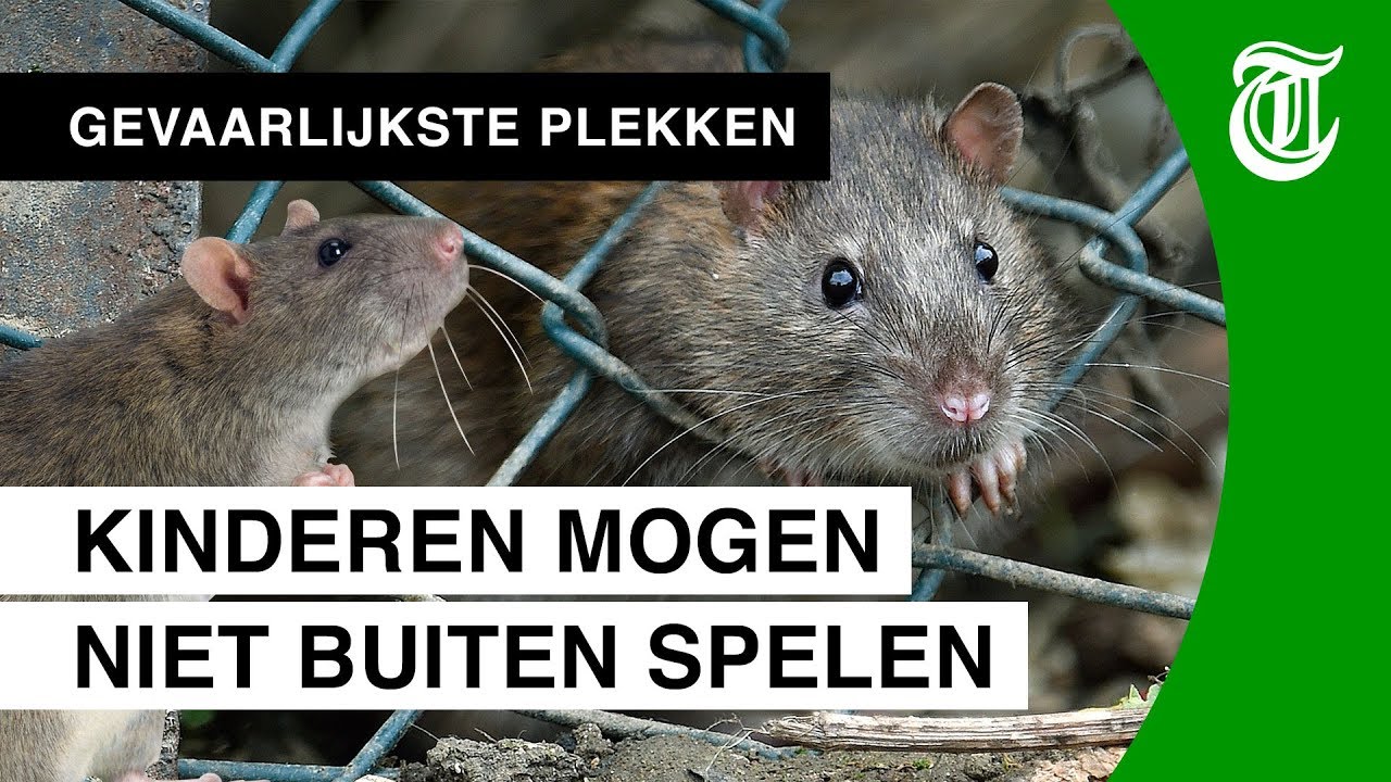 Rattenplaag teistert complete stad - GEVAARLIJKSTE PLEKKEN #05