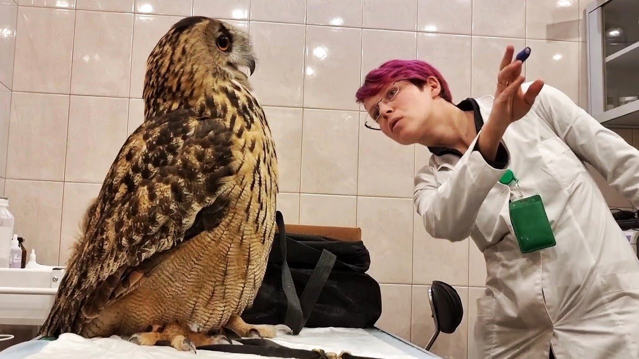 Сова Ёль на приёме у ветеринара @RedTabby   Делаем рентген филину и сычам. Результаты лечения Ёлки