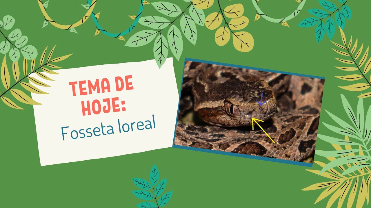 [Fosseta loreal]