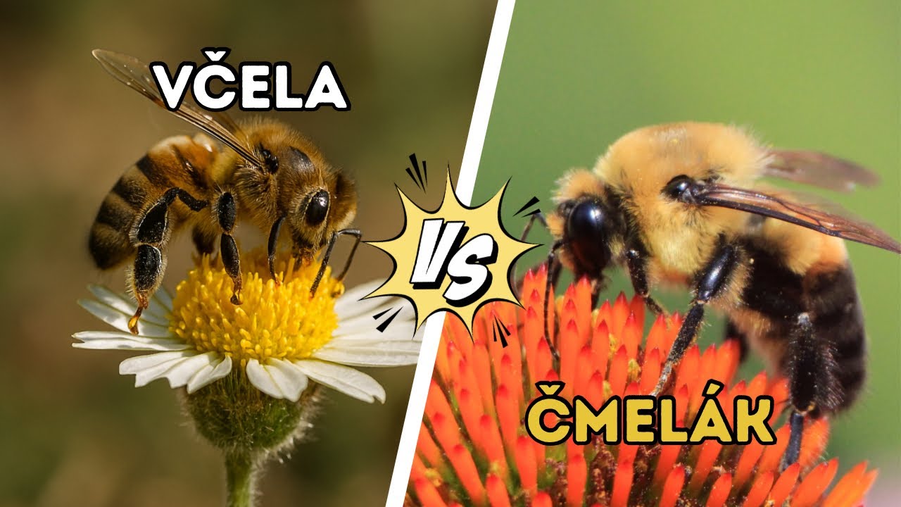 Včela vs. čmelák: Jaký je mezi nimi rozdíl? A jak je od sebe rozeznat?