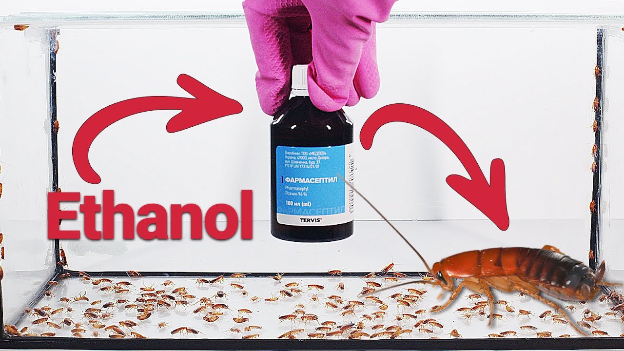 Ethanol vs. Cockroaches: A Surprising Experiment