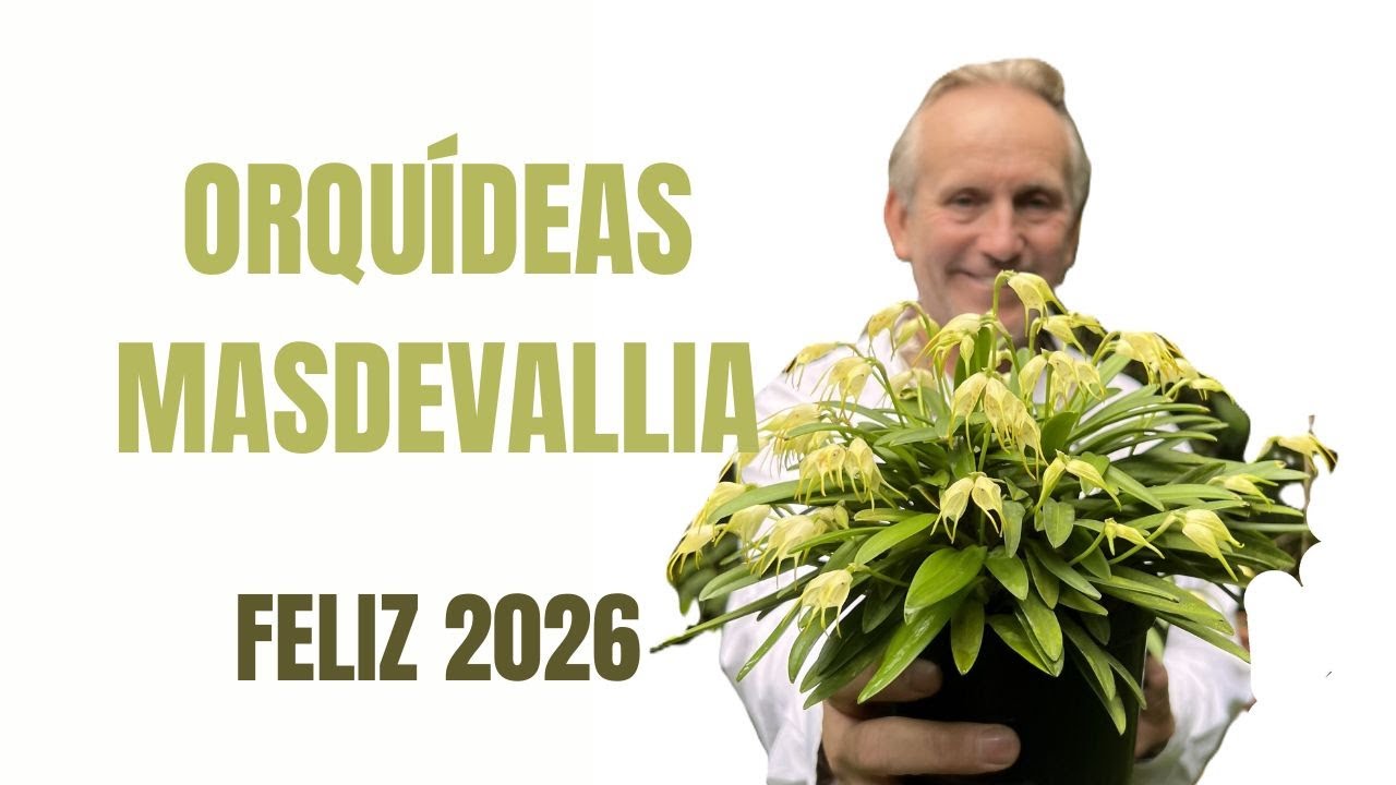 Orquídeas Masdevallia y mensaje de feliz año