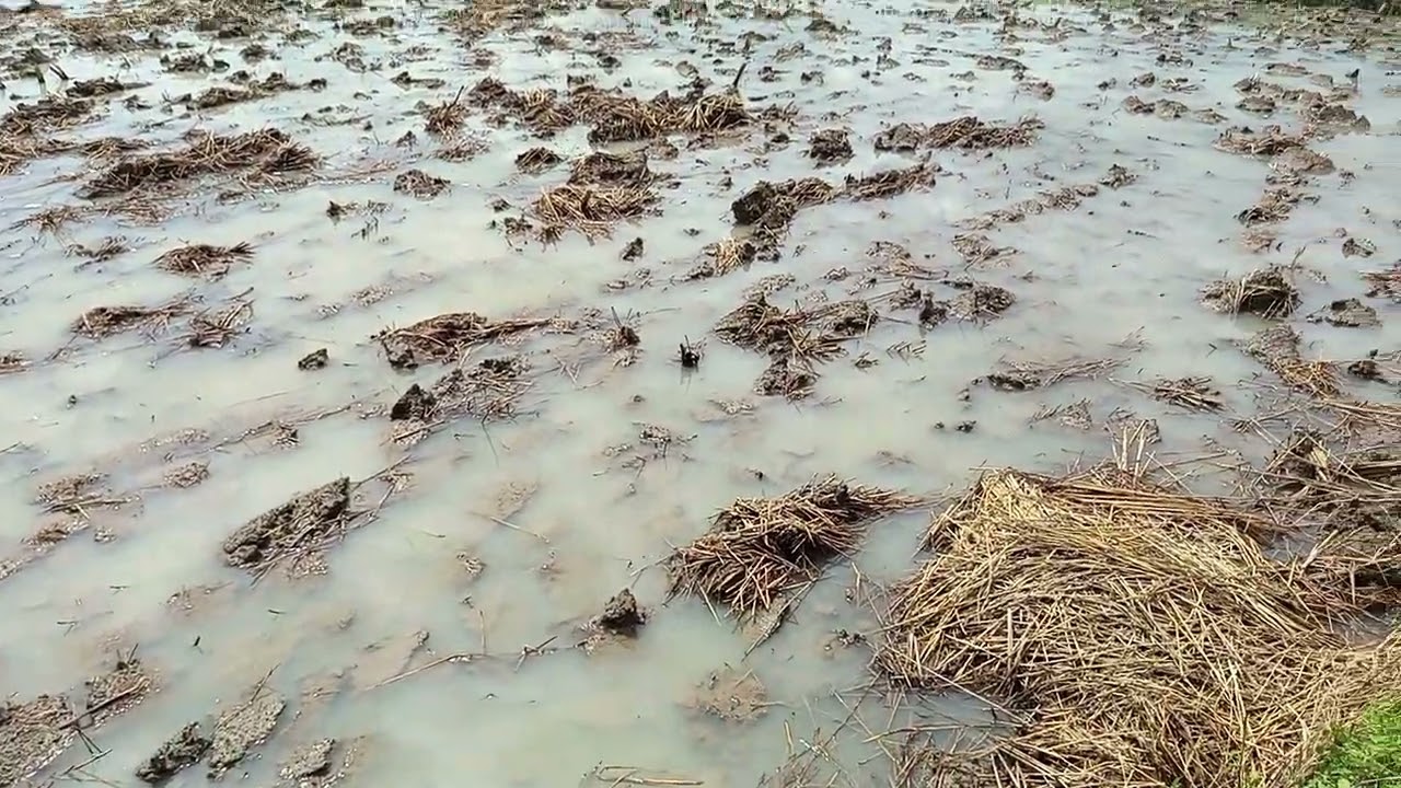 SAWAH MULAI DI BAJAK LAGI NIIH SIAP SIAP TANAM PADI#petani #kangdedimulyadi#kementan