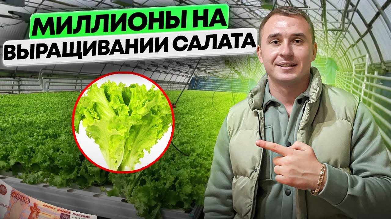 Выращивание салата в теплице. Зелень на гидропонике