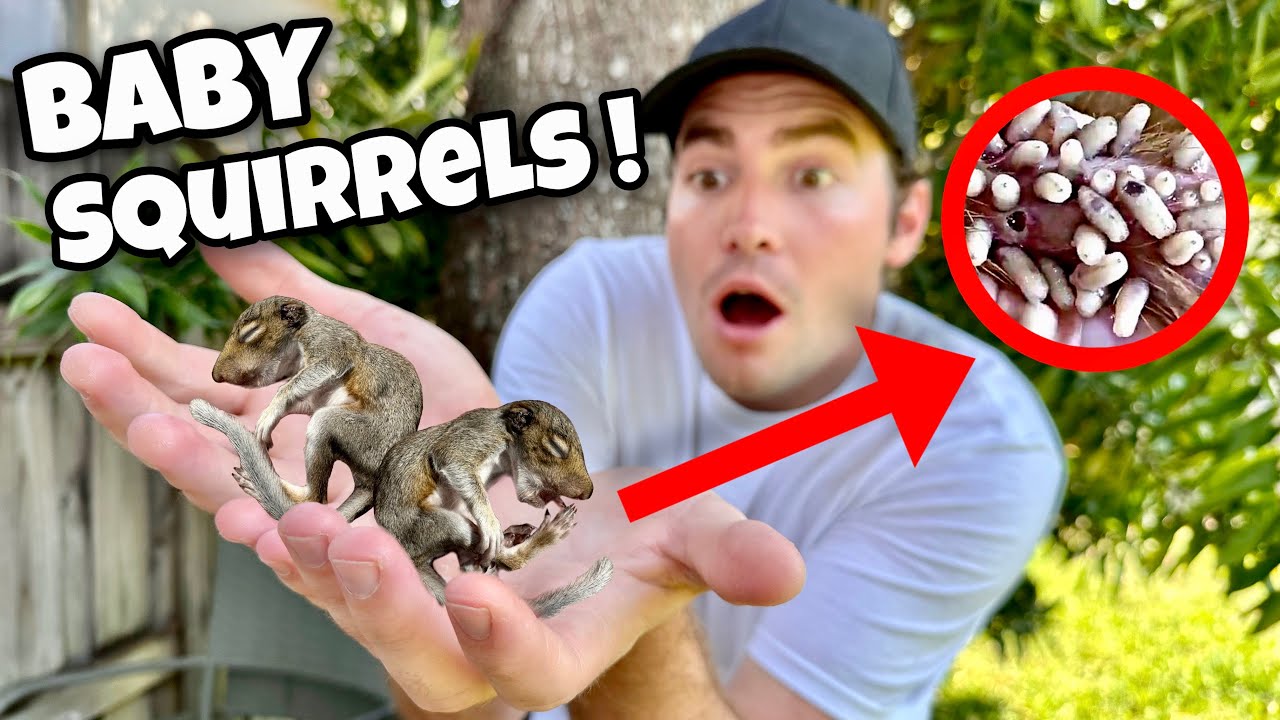 RESCUED BABY SQUIRRELS INFESTED WITH PARASITES ! WHAT HAPPENS ?!