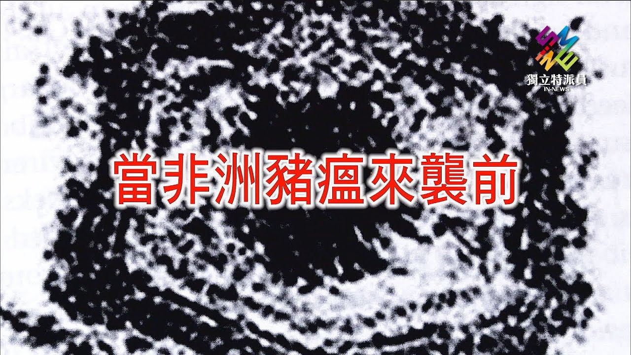 獨立特派員 第566集 (當非洲豬瘟來襲前)