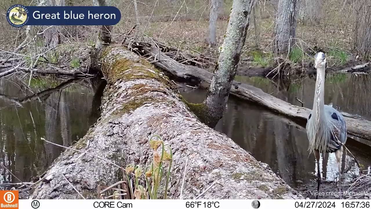 The legacy of a log: Trail camera video at Unkety Brook WMA