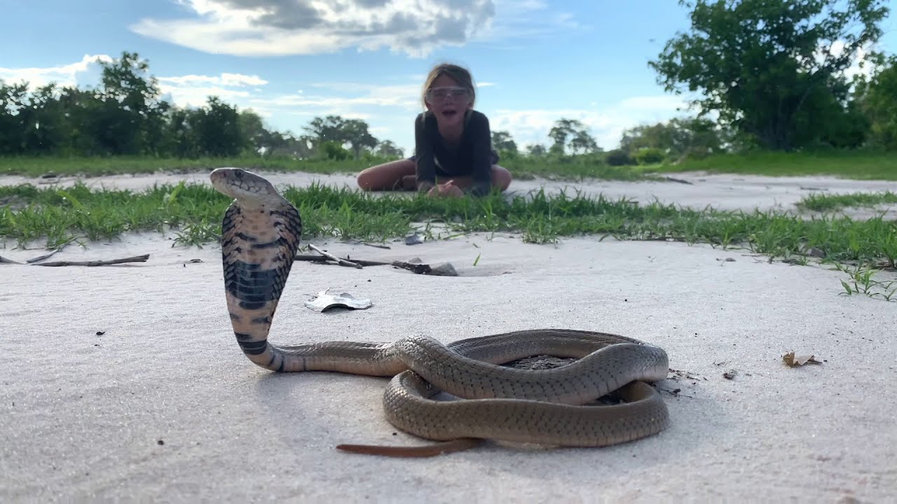 On safari with Nala - Mozambique Spitting Cobra