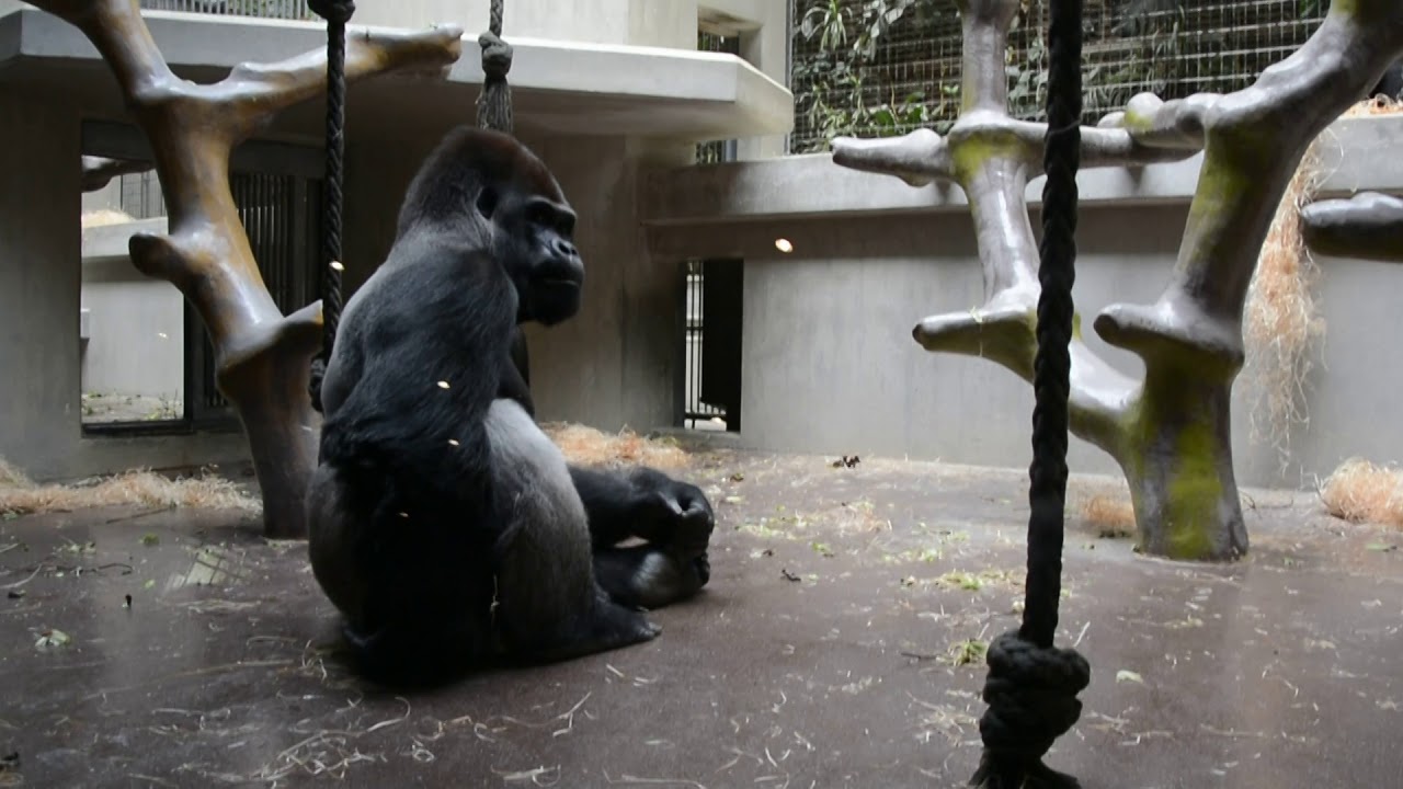 Gorillas - Zoo Basel - september 2017 (58)