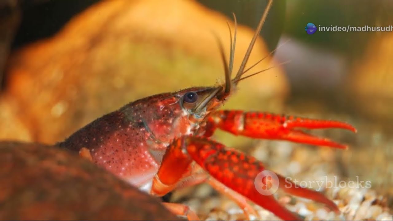 Crayfish Care: to a Healthy Diet  tips and tricks