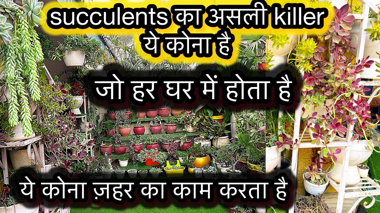 Succulents ka asli killer ghr ka ye kona h..सक्यूलेंट्स का असली किलर घर का ये कोना है, जो ज़हर है |