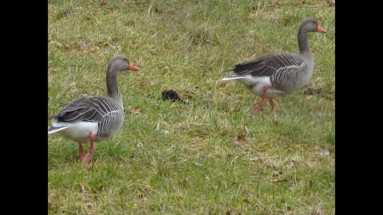 Graug&auml;nse Gans G&auml;nse Wildg&auml;nse Graugans Zugv&ouml;gel Zugvogel  durstig auf der Wiese Feldgans
