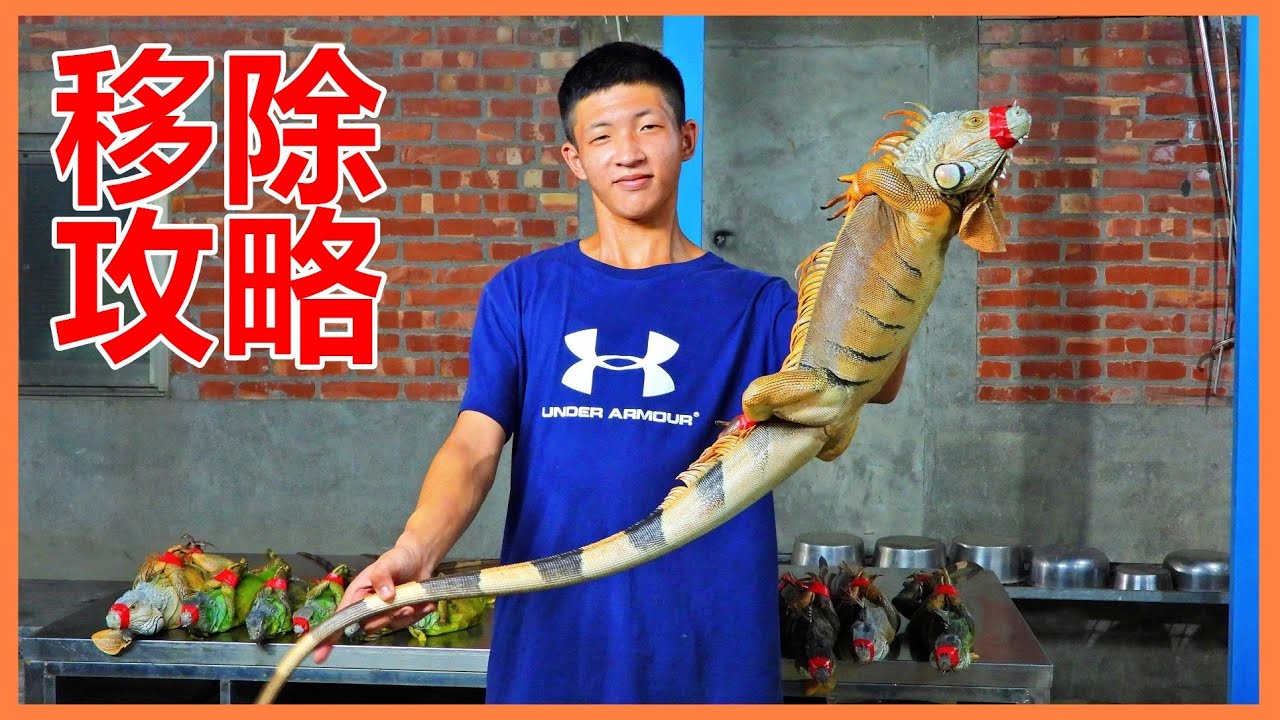 【吳小珍】高手不要看!! 綠鬣蜥~移除攻略! 有效獵除、有效回收!  本片段為~移除需廠商得標制之前! 合法拍攝的記錄片!   (外來種 iguana  lizard  彈弓 )