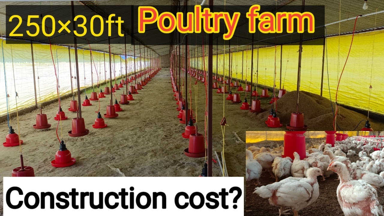 250×30ft Poultry farm construction cost| 7500sqft फार्म बनाने में कितनी लागत आयेगी ?|KS Poultry|
