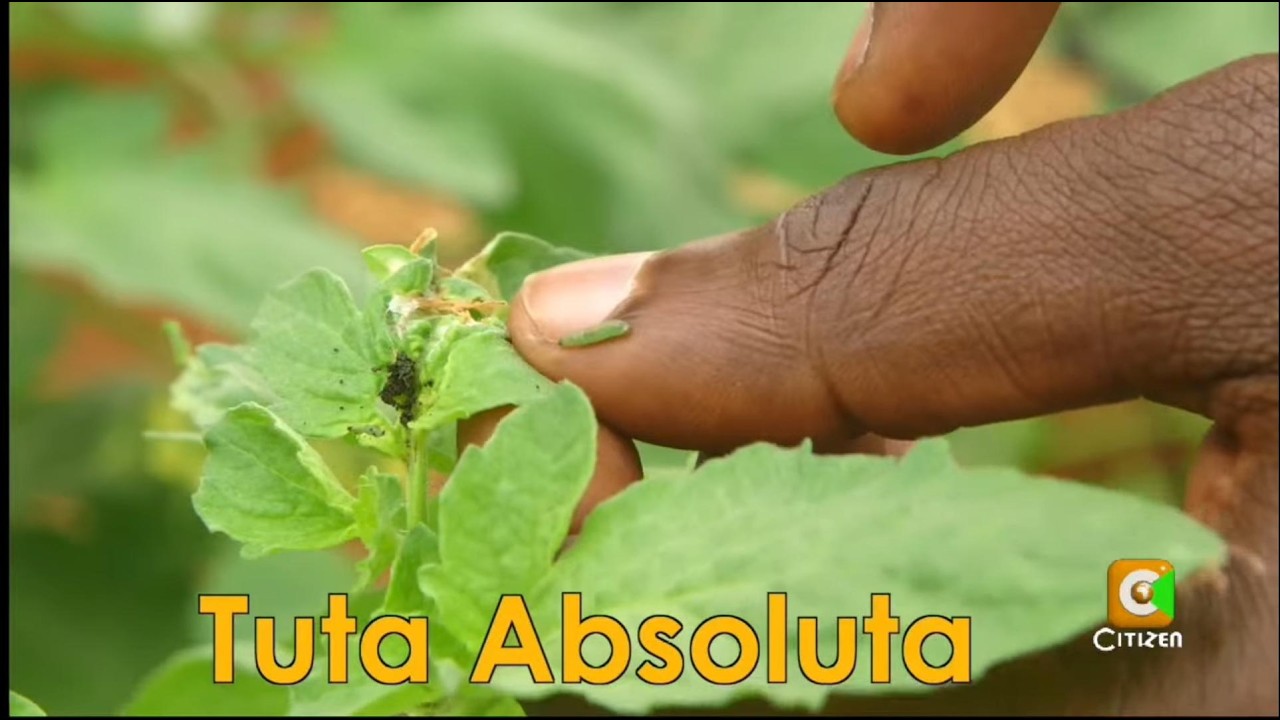 How to Control Tuta Absoluta on Tomatoes | Expert Tips